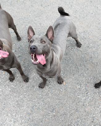 Animali - cane THAI RIDGEBACK