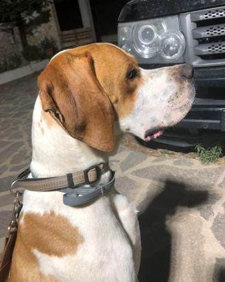 Pointer inglese bianco arancio