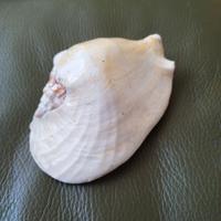 conchiglia ornamentale 