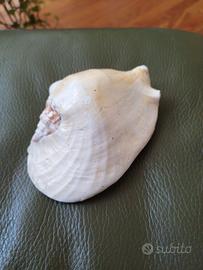 conchiglia ornamentale 