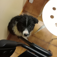 Cuccioli di border collie