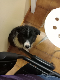 Cuccioli di border collie