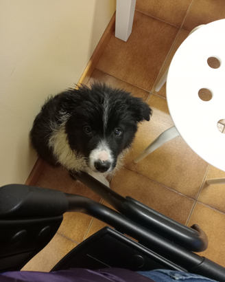 Cuccioli di border collie