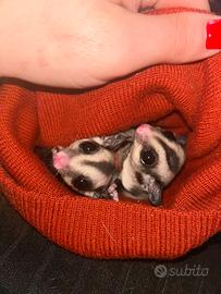 Petauro dello zucchero