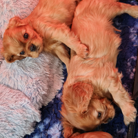 Cucciolata Cavalier King Colorazione Ruby