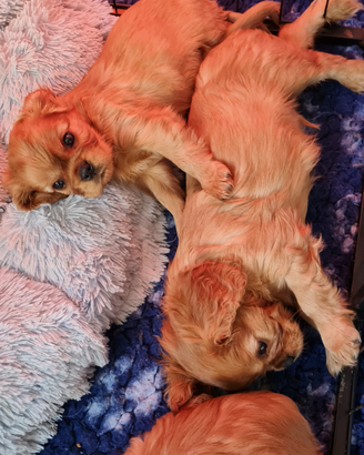 Cucciolata Cavalier King Colorazione Ruby