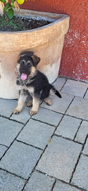 Cucciolo pastore tedesco
