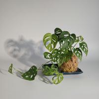 🌿Kokedama monstera 🐒 