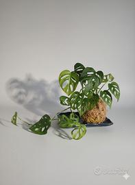 🌿Kokedama monstera 🐒 