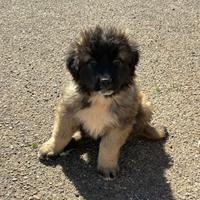 Cuccioli di Pastore del Caucaso