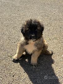 Cuccioli di Pastore del Caucaso