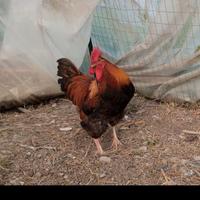 Gallo molto bello e bravo