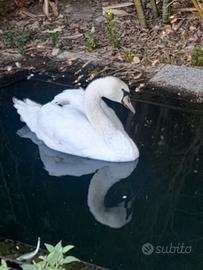 Cigno reale