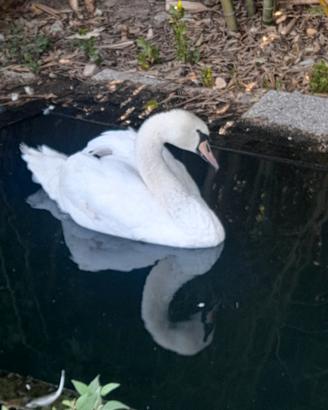 Cigno reale