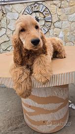 Cocker spaniel inglesi con pedigree Enci