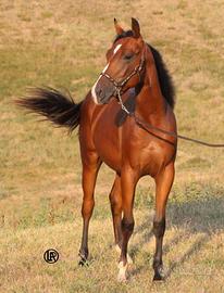 Remuda walhalla snap