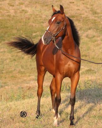 Remuda walhalla snap