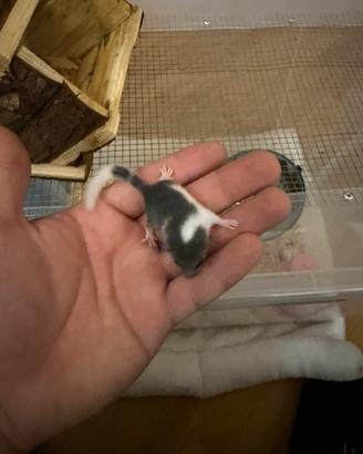 Cuccioli minighiro africano mosaico