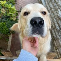 Charlie, maschio di Golden per accoppiamento