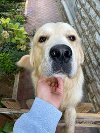 Charlie, maschio di Golden per accoppiamento