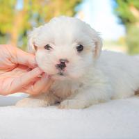 Cucciola di Maltese