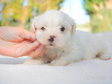 Cucciola di Maltese