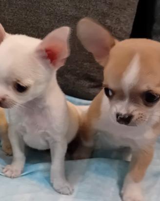 Chihuahua