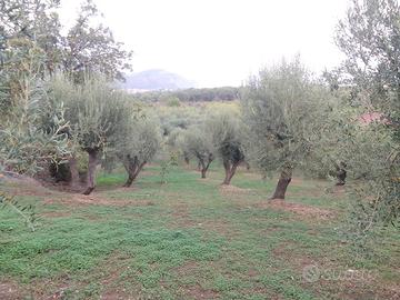 Uliveto zona industriale Falcone