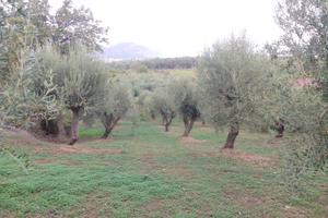Uliveto zona industriale Falcone