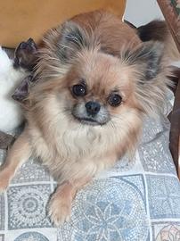Chihuahua femmina con pedigree