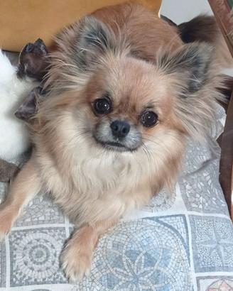 Chihuahua femmina con pedigree