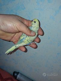 Cocoriti raibow 3889812877