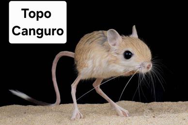 Topo canguro