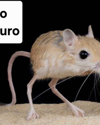 Topo canguro