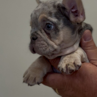 Bulldog francese merle lilac