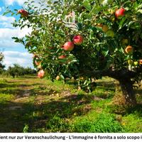 Andriano: Frutteto