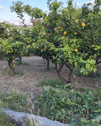 Terreno con rustico