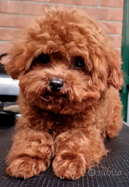 PER ACCOPIAMENTO barboncino Teacup red brown