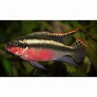 Pelvicachromis super red