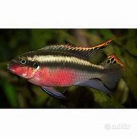 Pelvicachromis super red