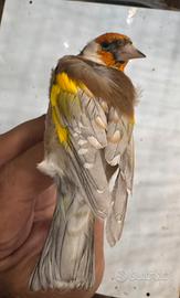 Cardellino Aurora/ Phaeo