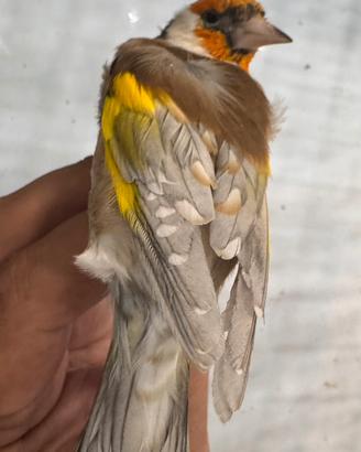 Cardellino Aurora/ Phaeo