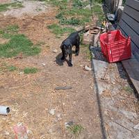 Cane corso