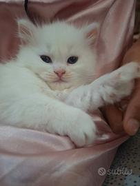 Gattino Ragdoll/Persiano