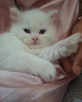 Gattino Ragdoll/Persiano