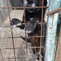 ANUBI 8 ANNI taglia media