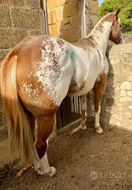 Puledro Paint