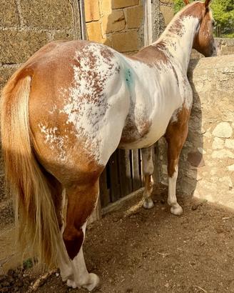 Puledro Paint