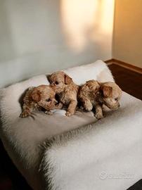 Maltipoo
