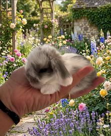 Coniglio nano ariete mini lop